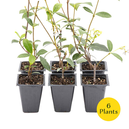 2 Star Jasmine Plants in 3.5” Cubes | Fragrant Evergreen Vine with White Flowers for Trellises & Landscaping (Trachelospermum jasminoides)