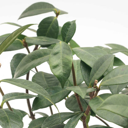 Star Jasmine in 2.5” Nursery Cubes (Trachelospermum jasminoides)