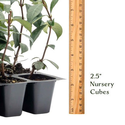 Star Jasmine in 2.5” Nursery Cubes (Trachelospermum jasminoides)