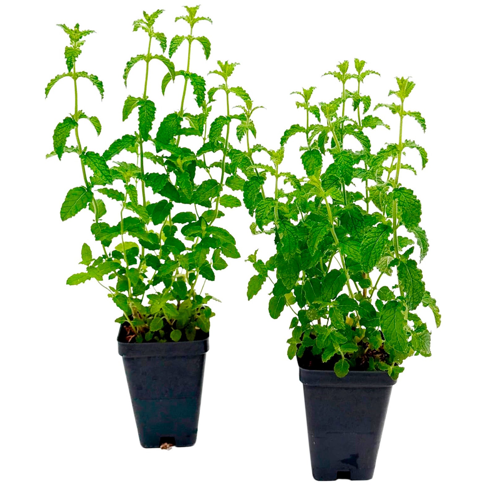 Strawberry Mint | Live Herb in 2.5 Inch Nursery Cube | Mentha × piperita 'Strawberry'