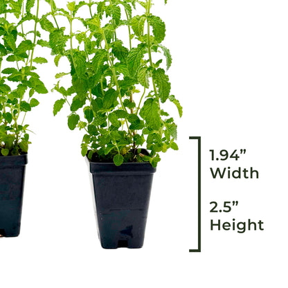 Strawberry Mint | Live Herb in 2.5 Inch Nursery Cube | Mentha × piperita 'Strawberry'