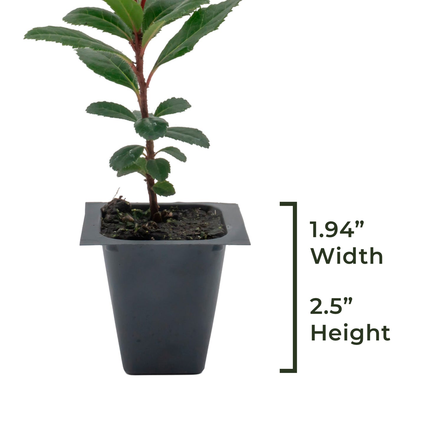 Strawberry Tree | Live Sapling in 2.5 Inch Nursery Cube | Arbutus Unedo