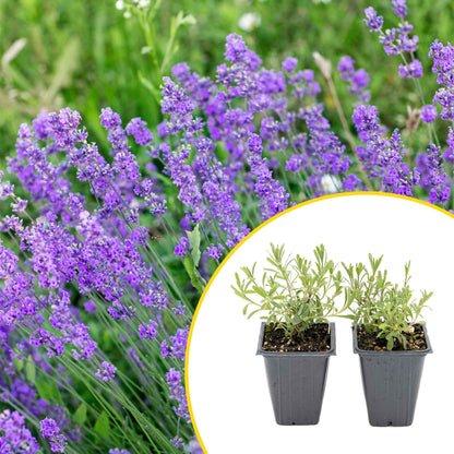 2 Super Blue Lavender Plants in 3.5” Cubes, Fragrant Perennial Herb with Purple-Blue Blooms for Garden Landscaping (Lavandula angustifolia)