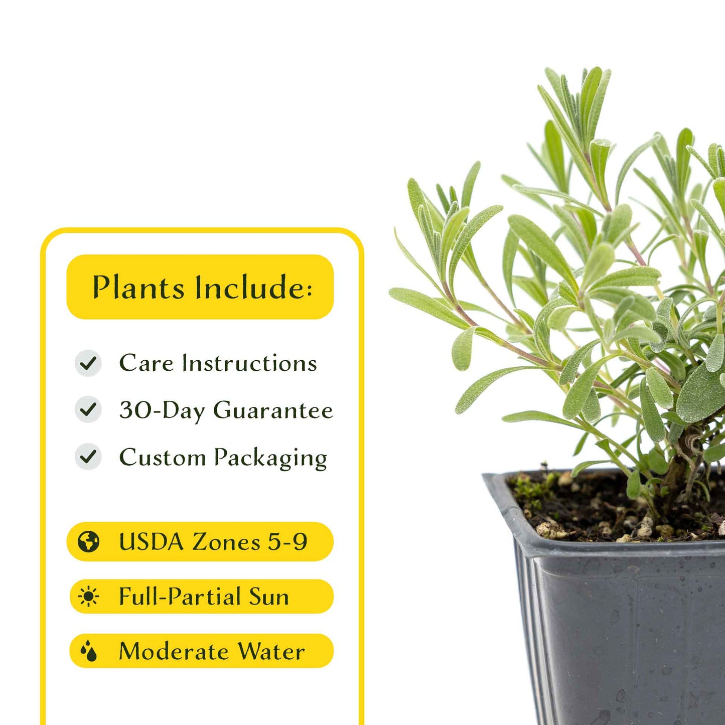 2 Super Blue Lavender Plants in 3.5” Cubes, Fragrant Perennial Herb with Purple-Blue Blooms for Garden Landscaping (Lavandula angustifolia)