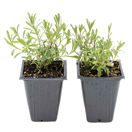 2 Super Blue Lavender Plants in 3.5” Cubes, Fragrant Perennial Herb with Purple-Blue Blooms for Garden Landscaping (Lavandula angustifolia)