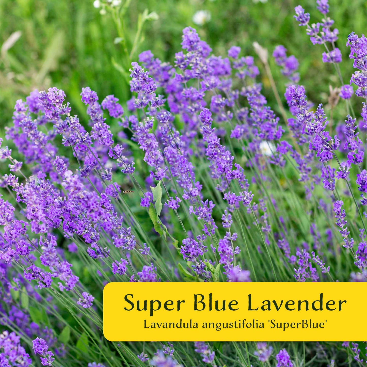 2 Super Blue Lavender Plants in 3.5” Cubes, Fragrant Perennial Herb with Purple-Blue Blooms for Garden Landscaping (Lavandula angustifolia)
