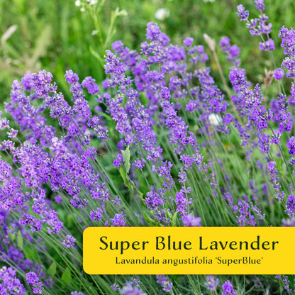 2 Super Blue Lavender Plants in 3.5” Cubes, Fragrant Perennial Herb with Purple-Blue Blooms for Garden Landscaping (Lavandula angustifolia)