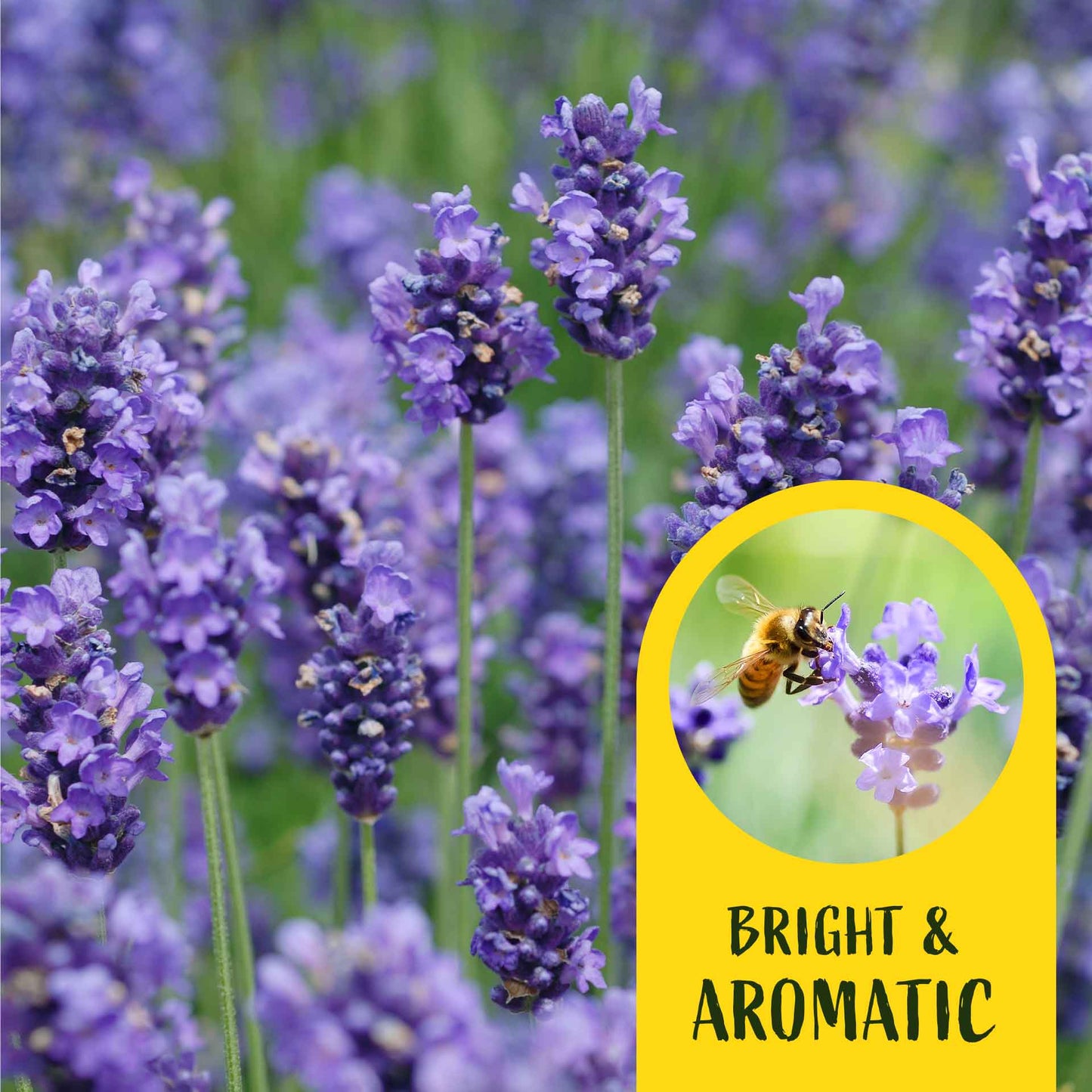 2 Super Blue Lavender Plants in 3.5” Cubes, Fragrant Perennial Herb with Purple-Blue Blooms for Garden Landscaping (Lavandula angustifolia)