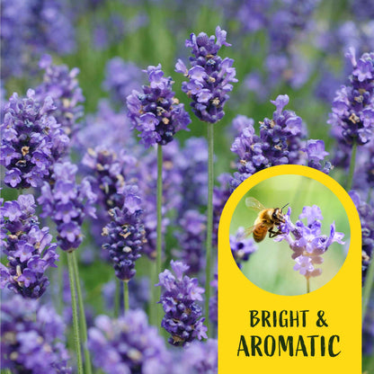 2 Super Blue Lavender Plants in 3.5” Cubes, Fragrant Perennial Herb with Purple-Blue Blooms for Garden Landscaping (Lavandula angustifolia)