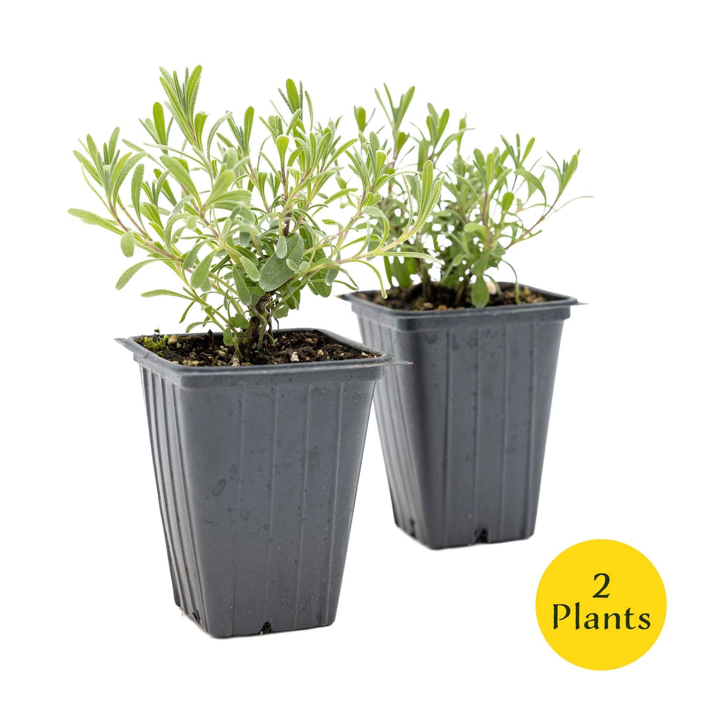 2 Super Blue Lavender Plants in 3.5” Cubes, Fragrant Perennial Herb with Purple-Blue Blooms for Garden Landscaping (Lavandula angustifolia)