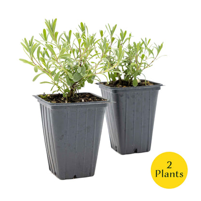 2 Super Blue Lavender Plants in 3.5” Cubes, Fragrant Perennial Herb with Purple-Blue Blooms for Garden Landscaping (Lavandula angustifolia)