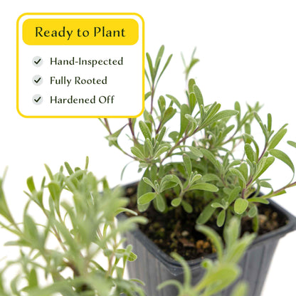 2 Super Blue Lavender Plants in 3.5” Cubes, Fragrant Perennial Herb with Purple-Blue Blooms for Garden Landscaping (Lavandula angustifolia)