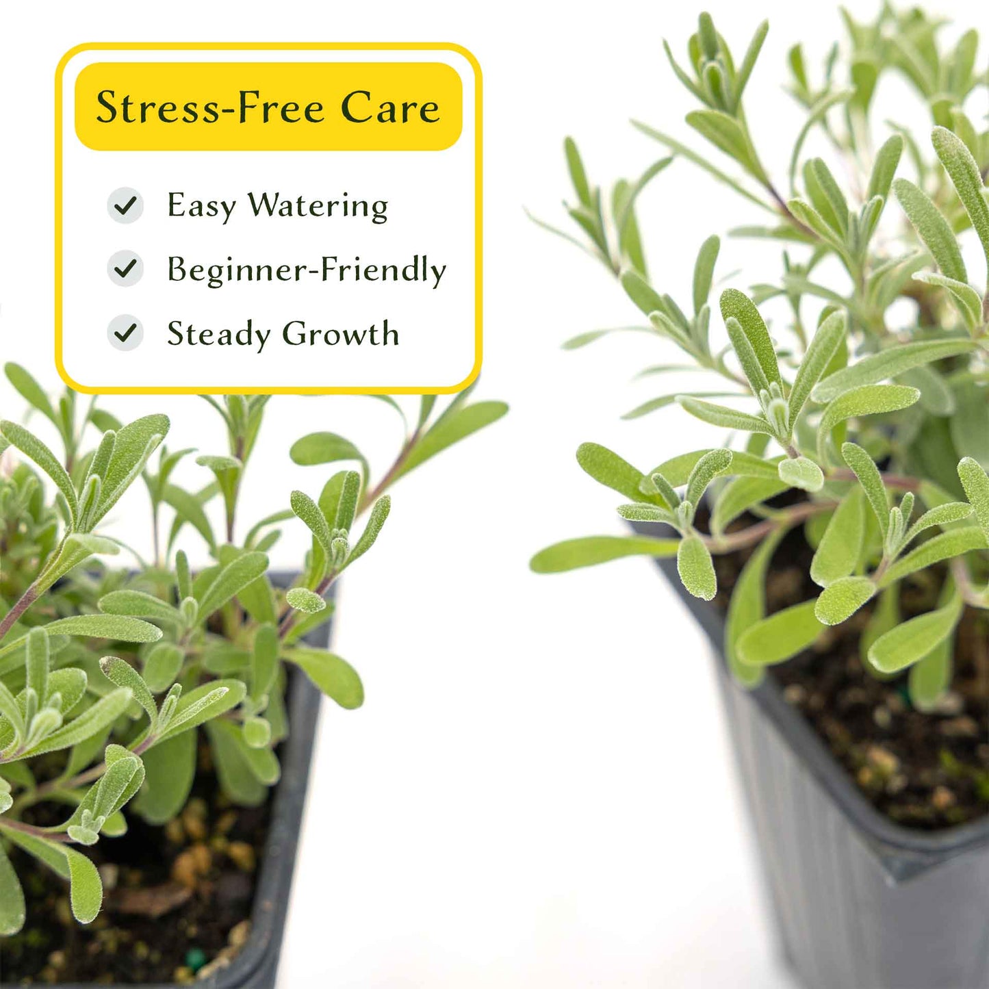 2 Super Blue Lavender Plants in 3.5” Cubes, Fragrant Perennial Herb with Purple-Blue Blooms for Garden Landscaping (Lavandula angustifolia)