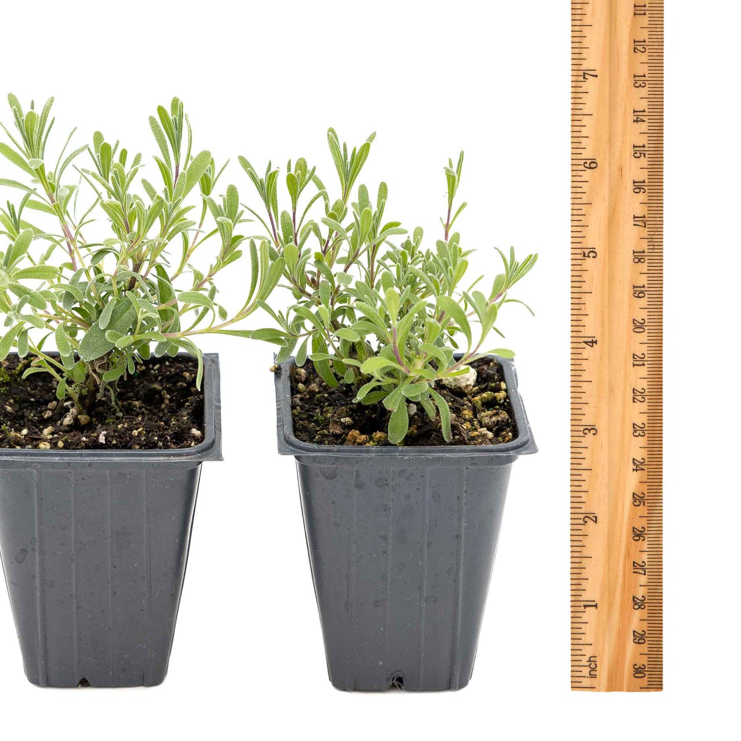 2 Super Blue Lavender Plants in 3.5” Cubes, Fragrant Perennial Herb with Purple-Blue Blooms for Garden Landscaping (Lavandula angustifolia)