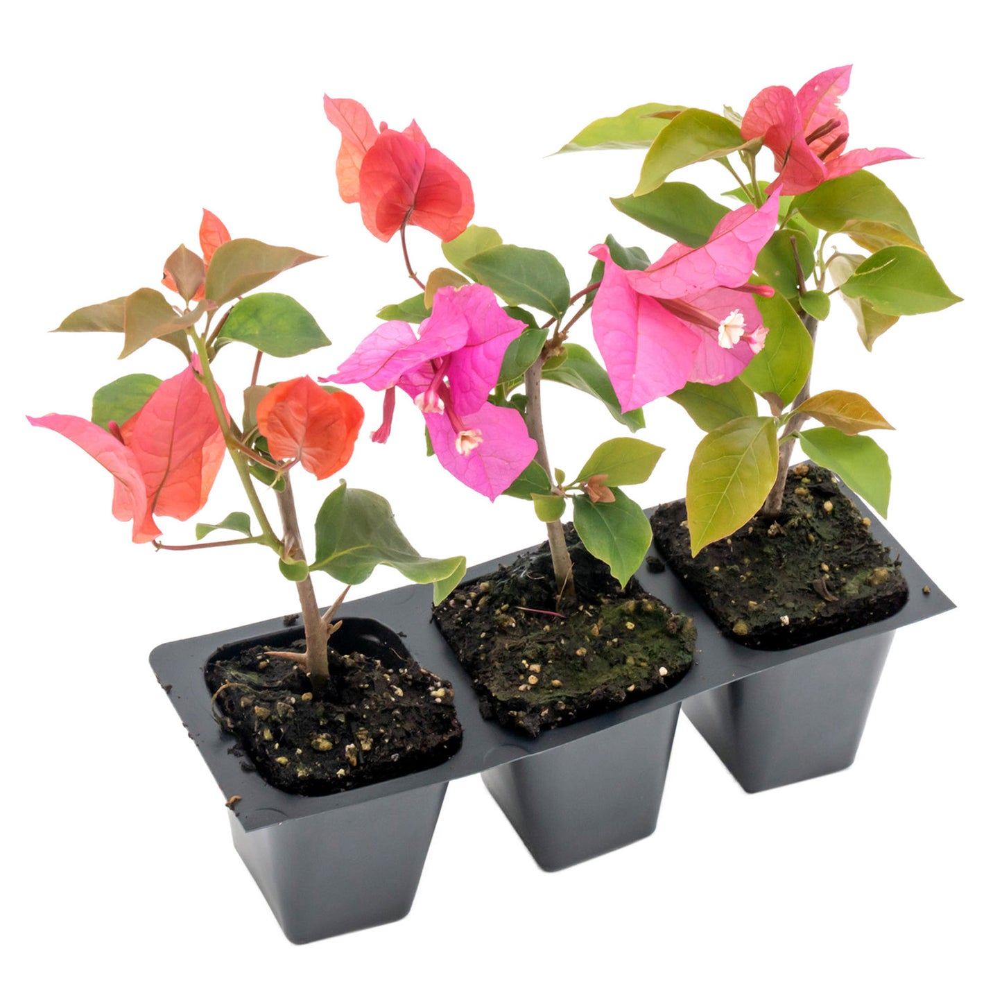 Temple Fire Bougainvillea | Live Plant in 2.5 Inch Nursery Cube | Bougainvillea spectablis 'Temple Fire'