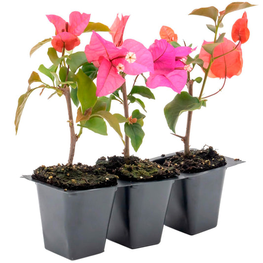 Temple Fire Bougainvillea | Live Plant in 2.5 Inch Nursery Cube | Bougainvillea spectablis 'Temple Fire'
