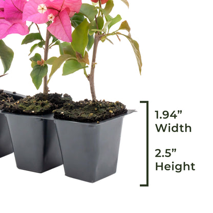 Temple Fire Bougainvillea | Live Plant in 2.5 Inch Nursery Cube | Bougainvillea spectablis 'Temple Fire'