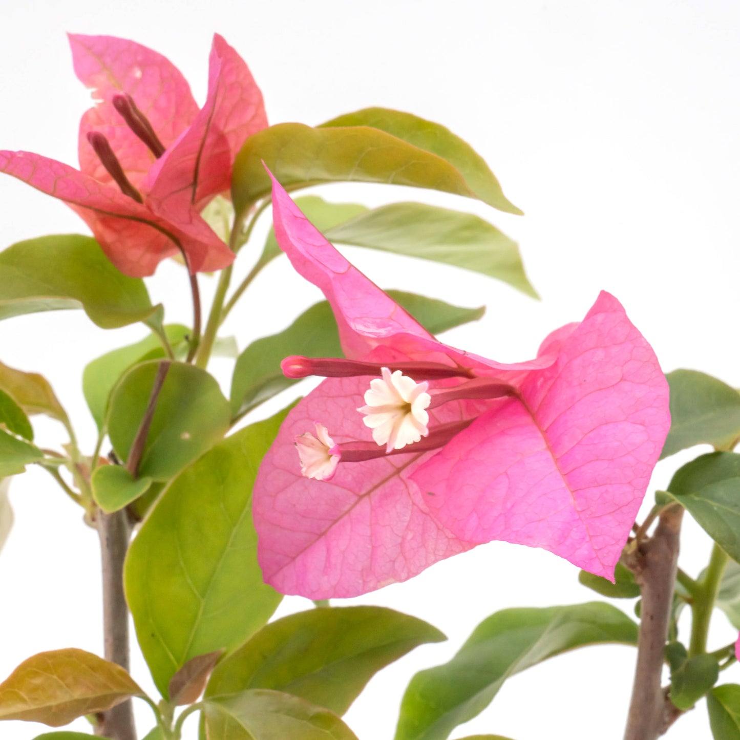 Temple Fire Bougainvillea | Live Plant in 2.5 Inch Nursery Cube | Bougainvillea spectablis 'Temple Fire'