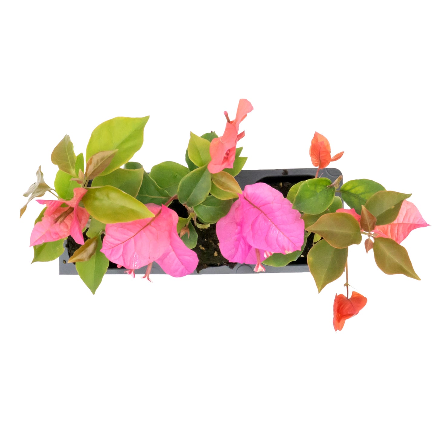 Temple Fire Bougainvillea | Live Plant in 2.5 Inch Nursery Cube | Bougainvillea spectablis 'Temple Fire'
