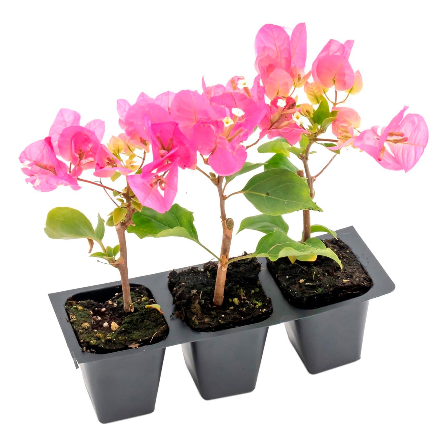 Texas Sunrise Bougainvillea | Live Plant in 2.5 Inch Nursery Cube | Bougainvillea 'Texas Sunrise'