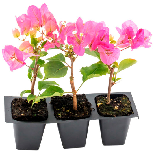 Texas Sunrise Bougainvillea | Live Plant in 2.5 Inch Nursery Cube | Bougainvillea 'Texas Sunrise'