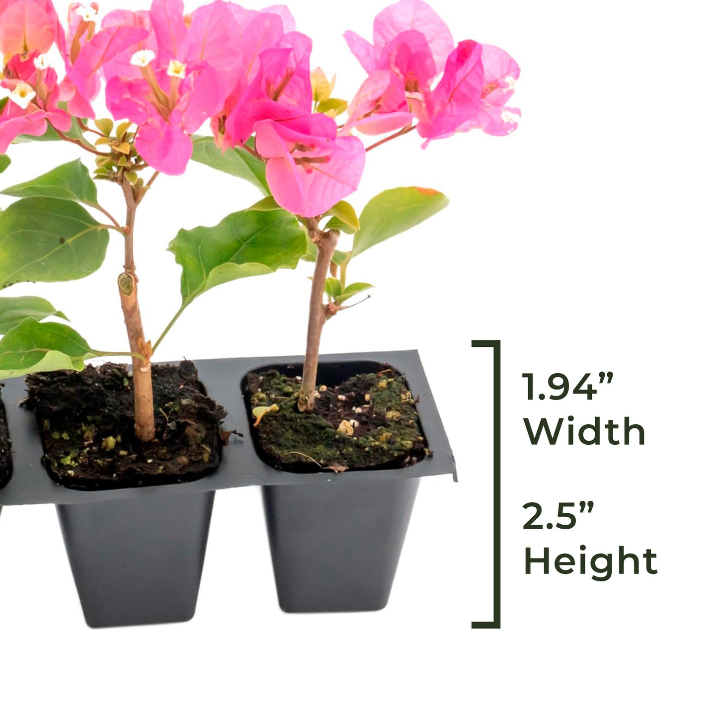 Texas Sunrise Bougainvillea | Live Plant in 2.5 Inch Nursery Cube | Bougainvillea 'Texas Sunrise'