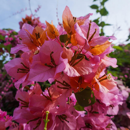 Texas Sunrise Bougainvillea | Live Plant in 2.5 Inch Nursery Cube | Bougainvillea 'Texas Sunrise'
