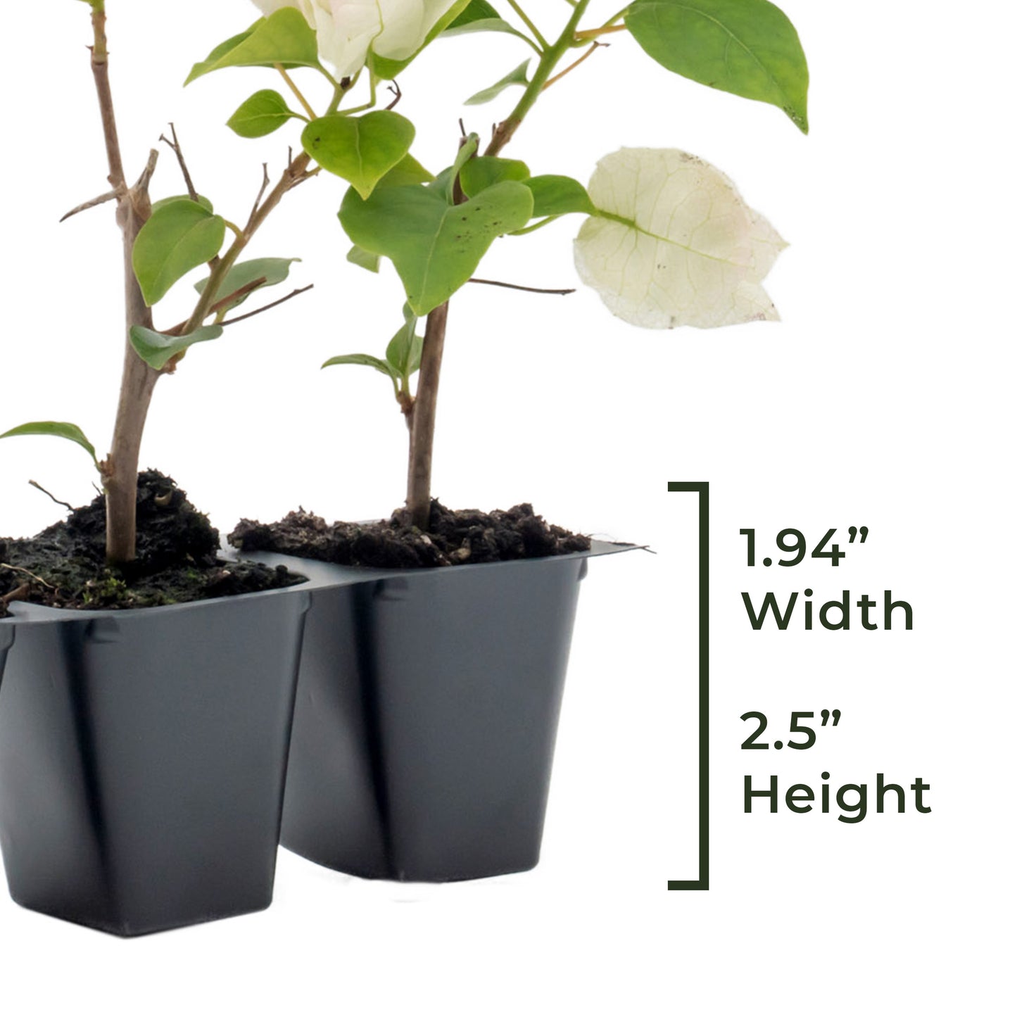 Imperial Thai Bougainvillea | Live Plant in 2.5 Inch Nursery Cube | Bougainvillea 'Imperial Thai Delight'