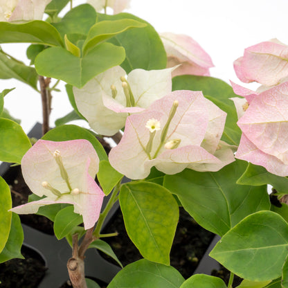 Imperial Thai Bougainvillea | Live Plant in 2.5 Inch Nursery Cube | Bougainvillea 'Imperial Thai Delight'