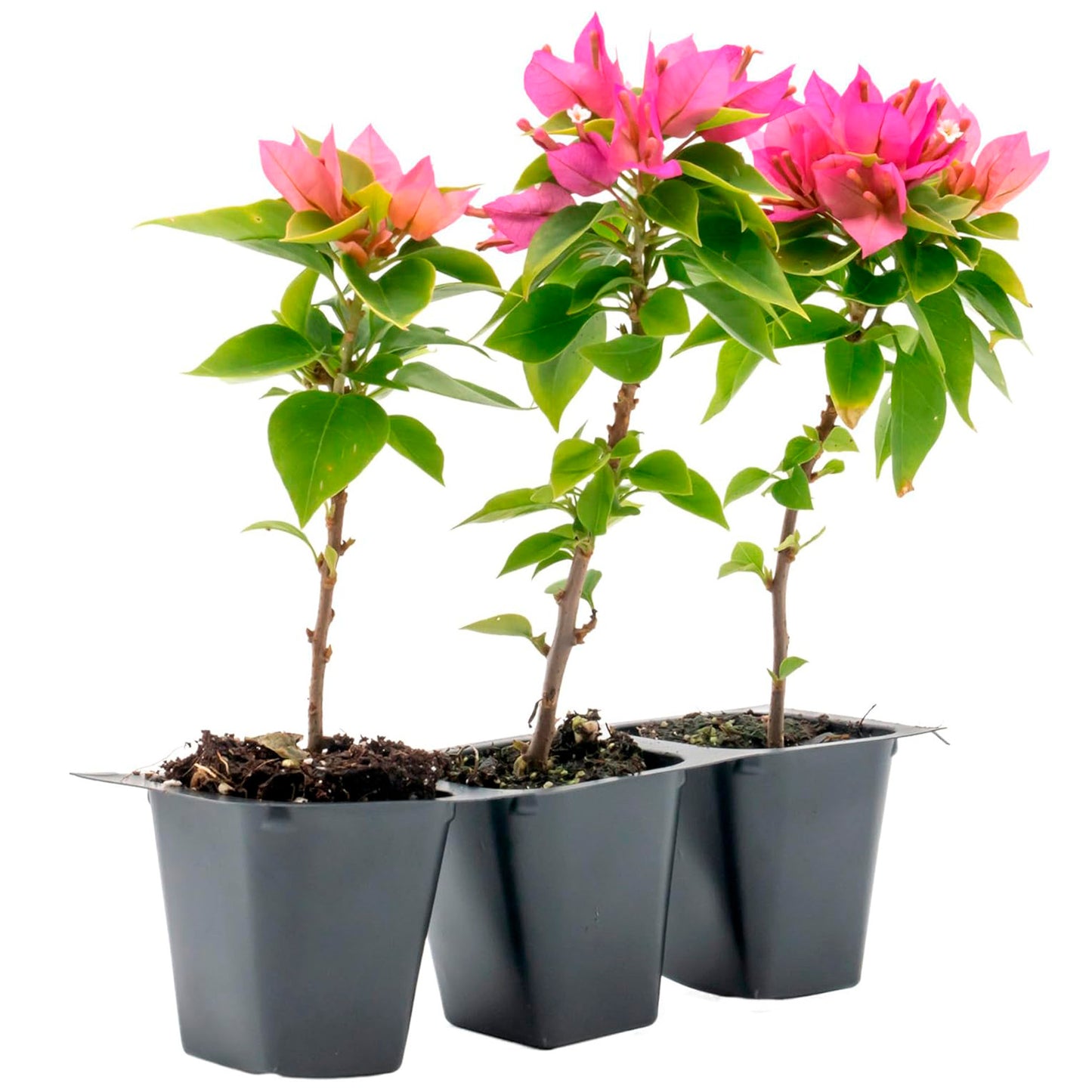Torch Glow Bougainvillea | Live Plant in 2.5 Inch Nursery Cube | Bougainvillea spectabilis 'Torch Glow'