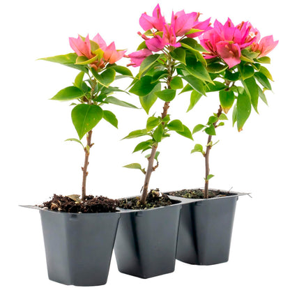 Torch Glow Bougainvillea | Live Plant in 2.5 Inch Nursery Cube | Bougainvillea spectabilis 'Torch Glow'