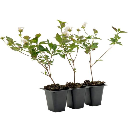 Trailing White Lantana | Live Plant in 2.5 Inch Nursery Cube | Lantana Montevidensis