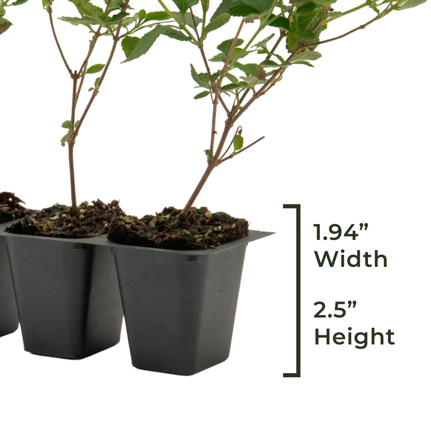 Trailing White Lantana | Live Plant in 2.5 Inch Nursery Cube | Lantana Montevidensis