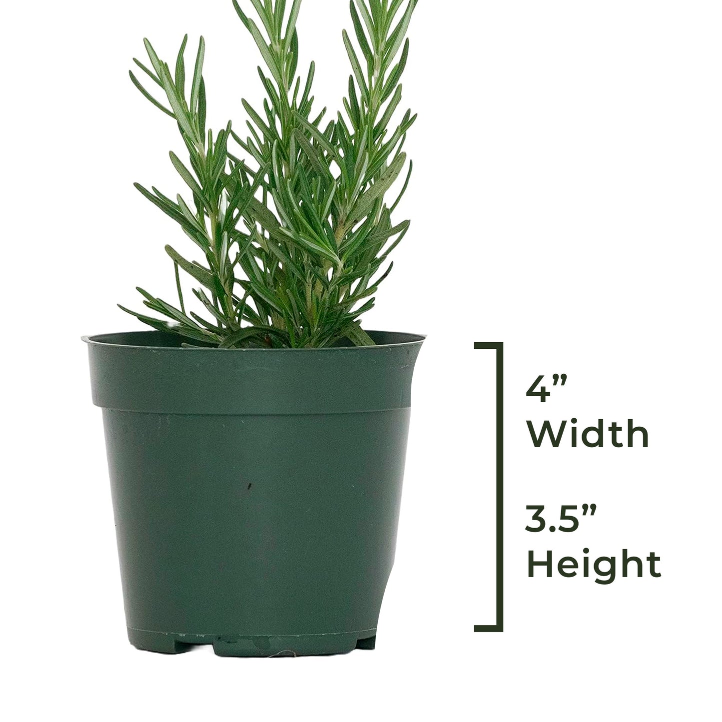 Tuscan Blue Rosemary | Live Herb in 4 Inch Nursery Pot | Rosmarinus officinalis
