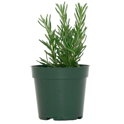 Tuscan Blue Rosemary | Live Herb in 4 Inch Nursery Pot | Rosmarinus officinalis