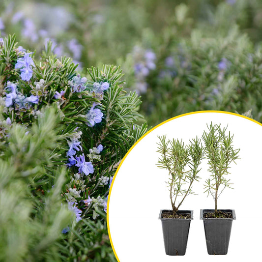 2 Tuscan Blue Rosemary Plants in Cubes, Aromatic Evergreen Culinary Herb with Upright Growth for Cooking, Gardens & Pots (Salvia rosmarinus))