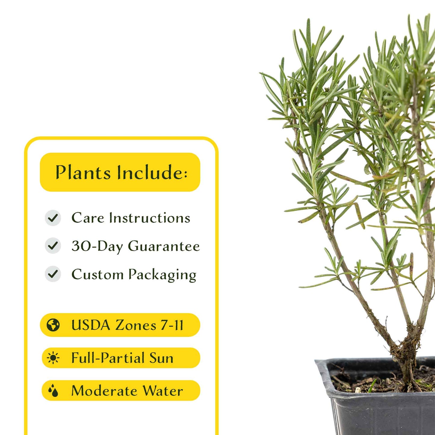 2 Tuscan Blue Rosemary Plants in Cubes, Aromatic Evergreen Culinary Herb with Upright Growth for Cooking, Gardens & Pots (Salvia rosmarinus))