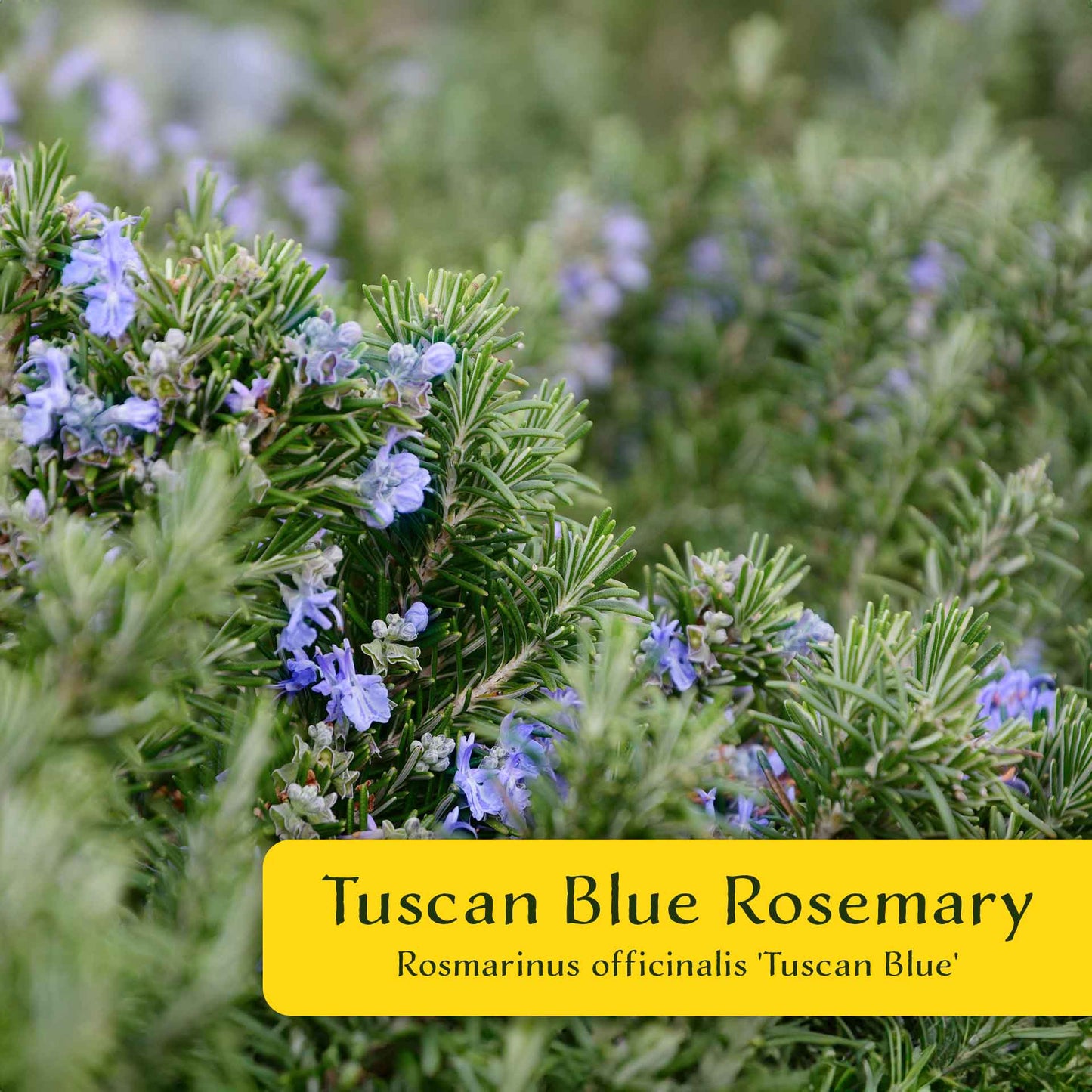 2 Tuscan Blue Rosemary Plants in Cubes, Aromatic Evergreen Culinary Herb with Upright Growth for Cooking, Gardens & Pots (Salvia rosmarinus))