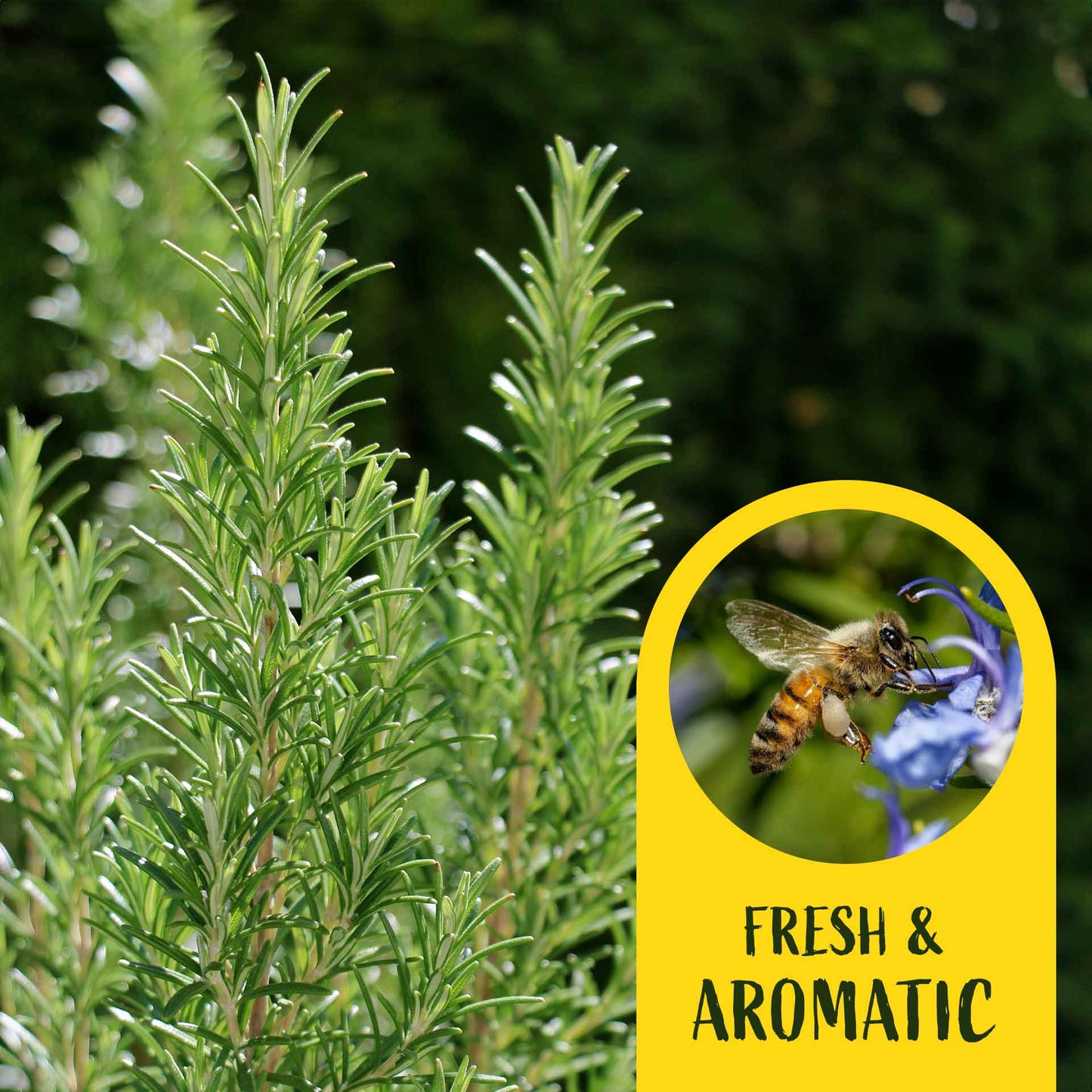 2 Tuscan Blue Rosemary Plants in Cubes, Aromatic Evergreen Culinary Herb with Upright Growth for Cooking, Gardens & Pots (Salvia rosmarinus))