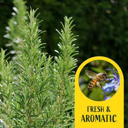 2 Tuscan Blue Rosemary Plants in Cubes, Aromatic Evergreen Culinary Herb with Upright Growth for Cooking, Gardens & Pots (Salvia rosmarinus))