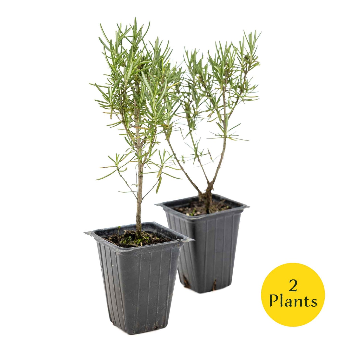2 Tuscan Blue Rosemary Plants in Cubes, Aromatic Evergreen Culinary Herb with Upright Growth for Cooking, Gardens & Pots (Salvia rosmarinus))
