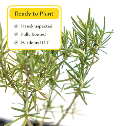 2 Tuscan Blue Rosemary Plants in Cubes, Aromatic Evergreen Culinary Herb with Upright Growth for Cooking, Gardens & Pots (Salvia rosmarinus))