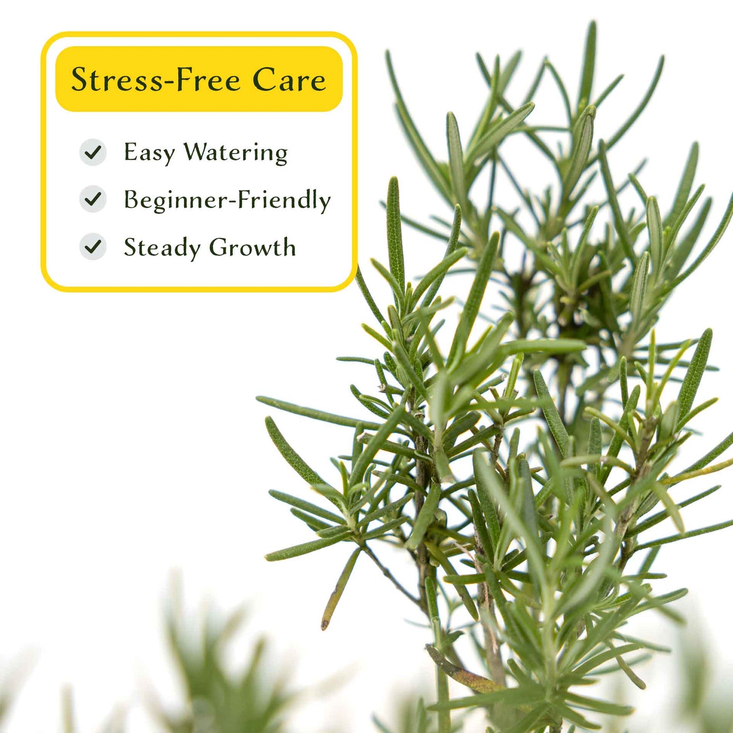 2 Tuscan Blue Rosemary Plants in Cubes, Aromatic Evergreen Culinary Herb with Upright Growth for Cooking, Gardens & Pots (Salvia rosmarinus))