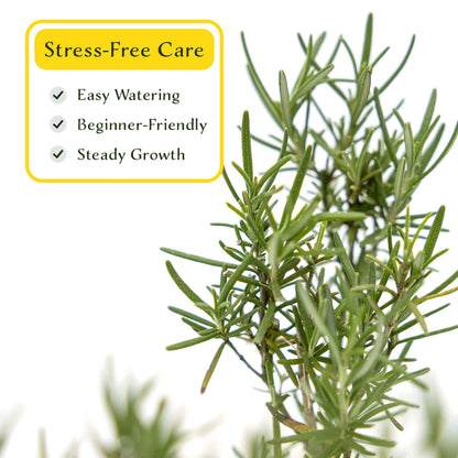 2 Tuscan Blue Rosemary Plants in Cubes, Aromatic Evergreen Culinary Herb with Upright Growth for Cooking, Gardens & Pots (Salvia rosmarinus))