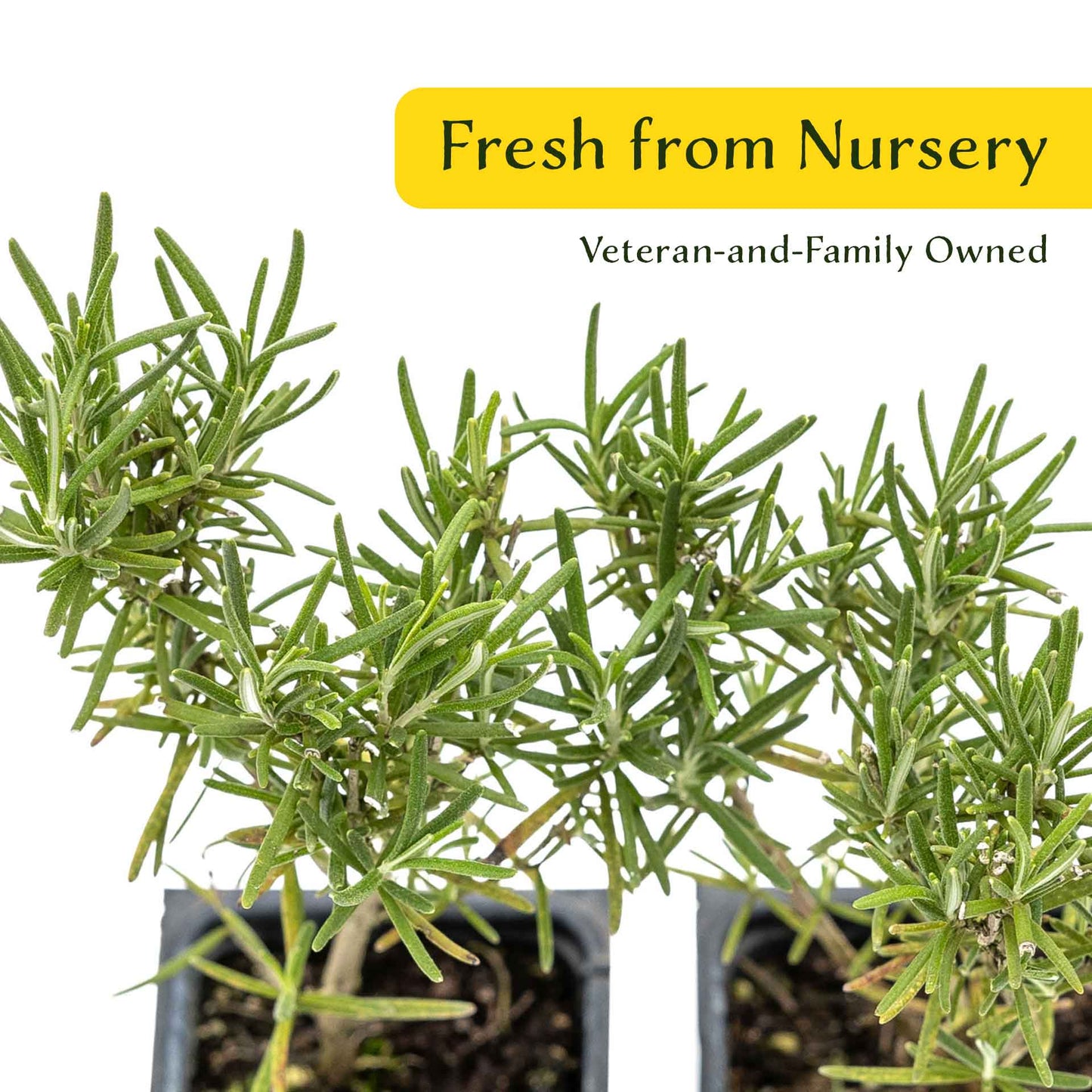 2 Tuscan Blue Rosemary Plants in Cubes, Aromatic Evergreen Culinary Herb with Upright Growth for Cooking, Gardens & Pots (Salvia rosmarinus))