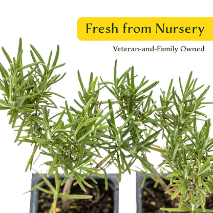2 Tuscan Blue Rosemary Plants in Cubes, Aromatic Evergreen Culinary Herb with Upright Growth for Cooking, Gardens & Pots (Salvia rosmarinus))