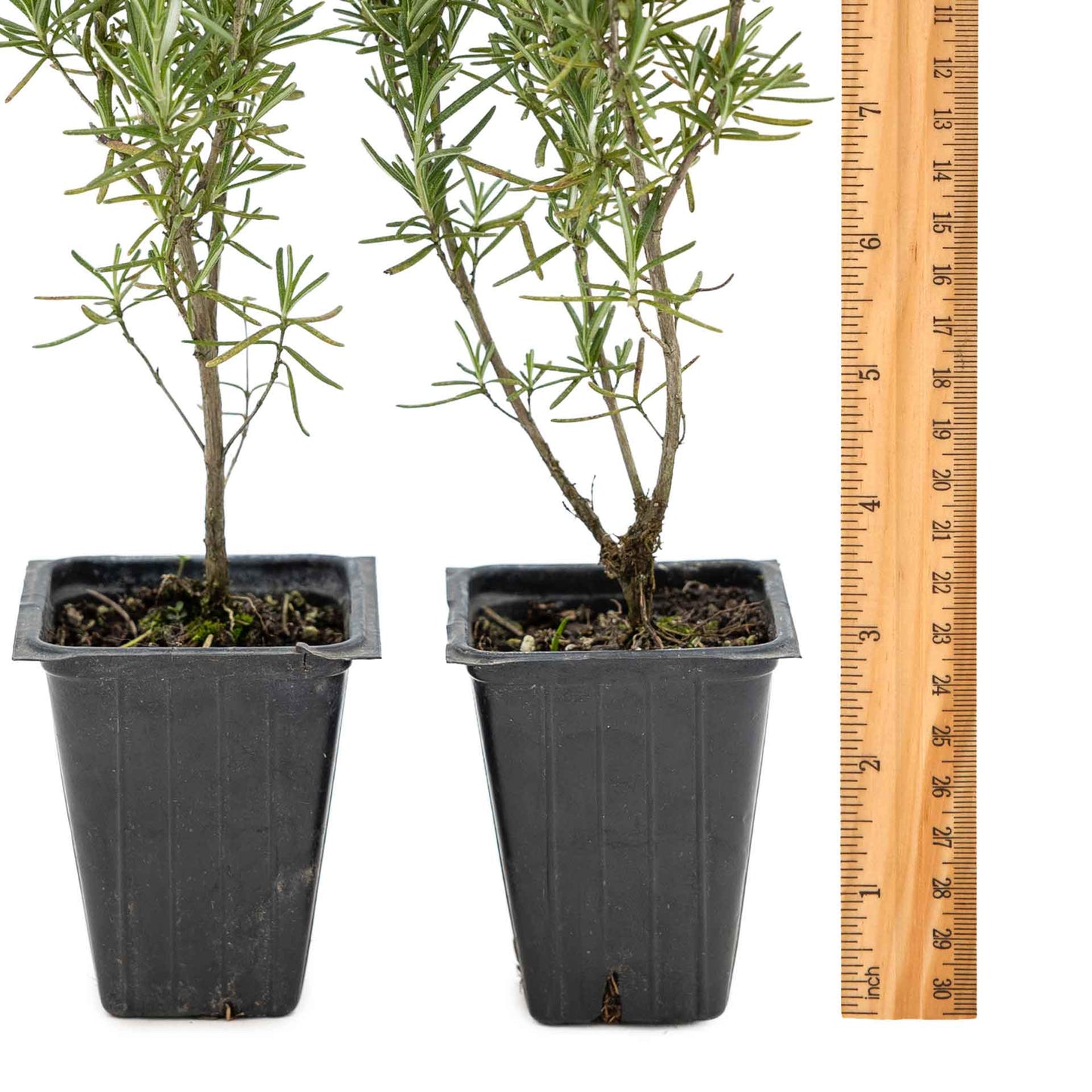 2 Tuscan Blue Rosemary Plants in Cubes, Aromatic Evergreen Culinary Herb with Upright Growth for Cooking, Gardens & Pots (Salvia rosmarinus))