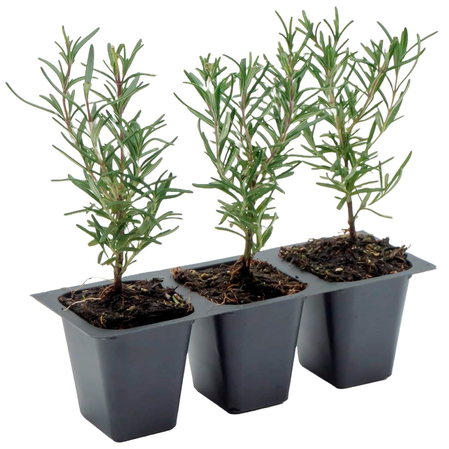 Tuscan Blue Rosemary | Live Herb in 2.5 Inch Nursery Cube | Rosmarinus Officinalis