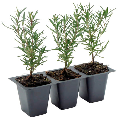 Tuscan Blue Rosemary | Live Herb in 2.5 Inch Nursery Cube | Rosmarinus Officinalis