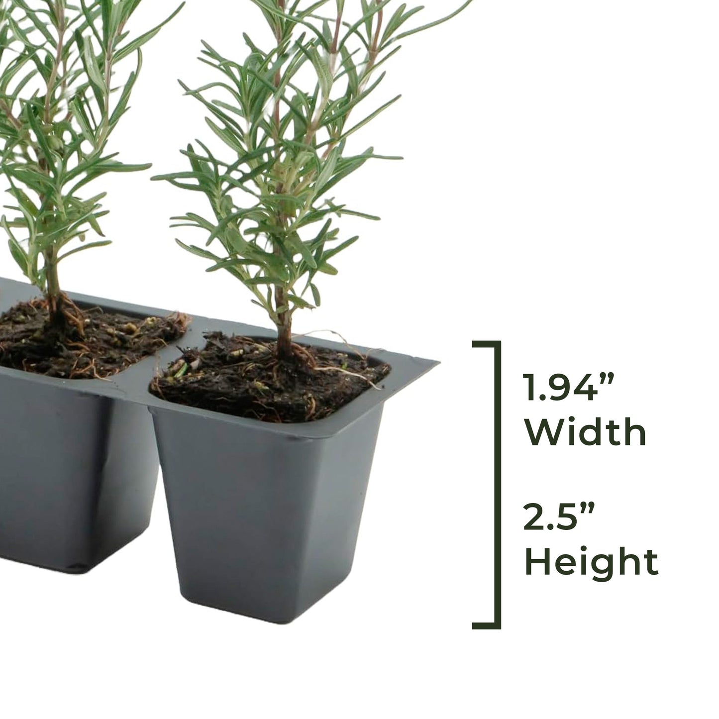 Tuscan Blue Rosemary | Live Herb in 2.5 Inch Nursery Cube | Rosmarinus Officinalis